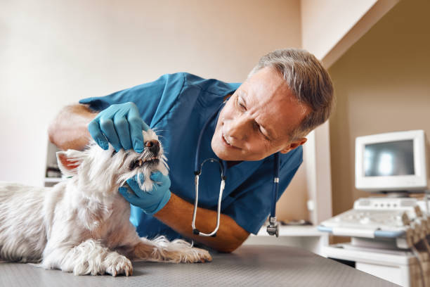 Best Cosmetic Emergency Dentistry in Dexter, NM
